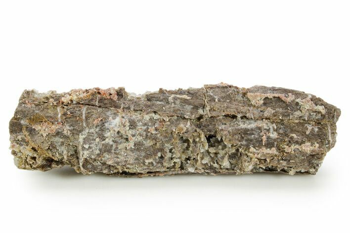 Devonian Petrified Wood (Callixylon) Section - Oldest True Wood #363369